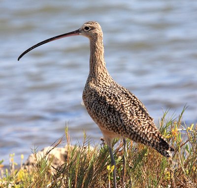 Long-billed Curlew