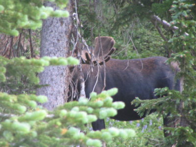 Moose in the Snowy Range
