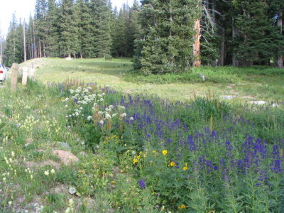 wildflowers in the Snowy Range