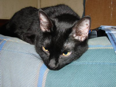 Molly