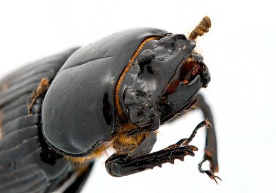 Wood Boring Beetle 4