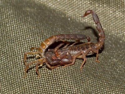 Scorpions Mating?