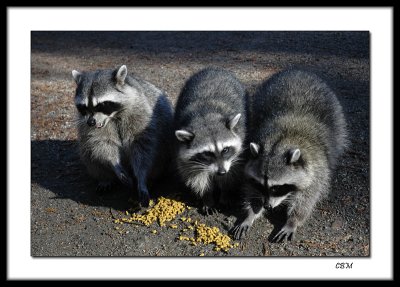 Racoons in Stanley Park