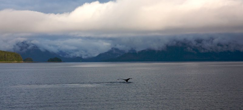 Humpback