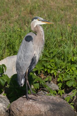 Blue Heron_web_2137_2.jpg