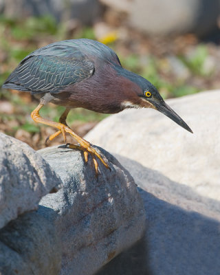 GreenHeron_5040.jpg