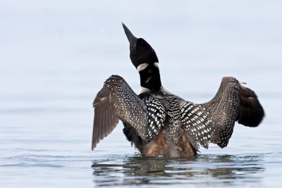 Loon_web_2471_2.jpg