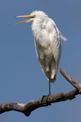 egret_sep2008_267_2  .jpg