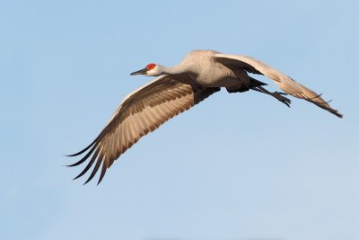 Sandhill Crane