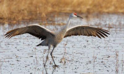 Sandhill Crane