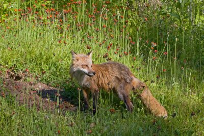 Fox in Wildflower