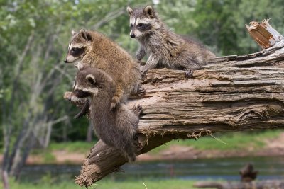 Baby Raccoon Trio