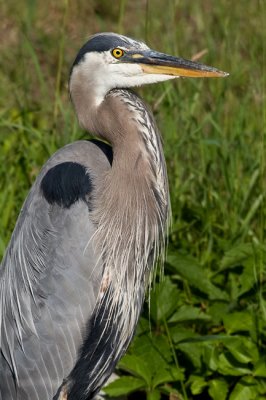 Great Blue Heron Portrait