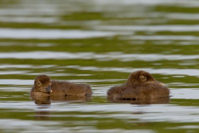 Baby Loons