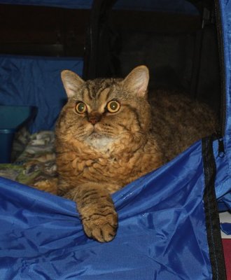 tugger_Img_2715.jpg