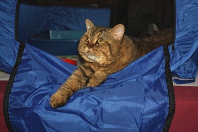 tugger_Img_2720.jpg