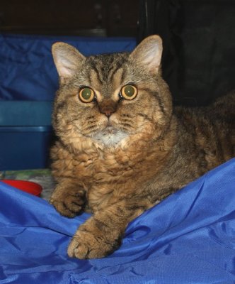 tugger_Img_2721.jpg