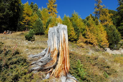 Tree stump