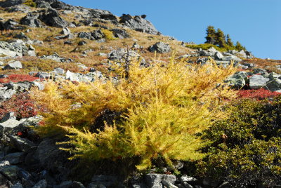 Young larch tree