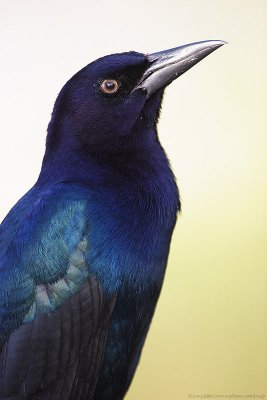 Boat-tailed Grackle?