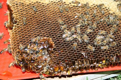 Bee4.jpg