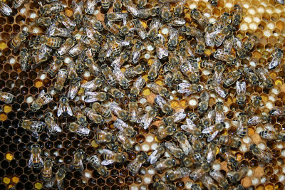 Bee6.jpg