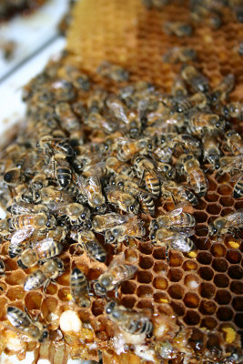 Bee7.jpg