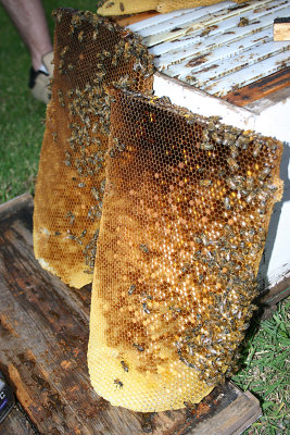 Bee8.jpg