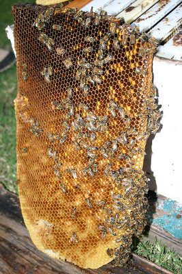 Bee9.jpg