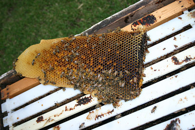 Bee11.jpg