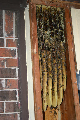 Bee17.jpg