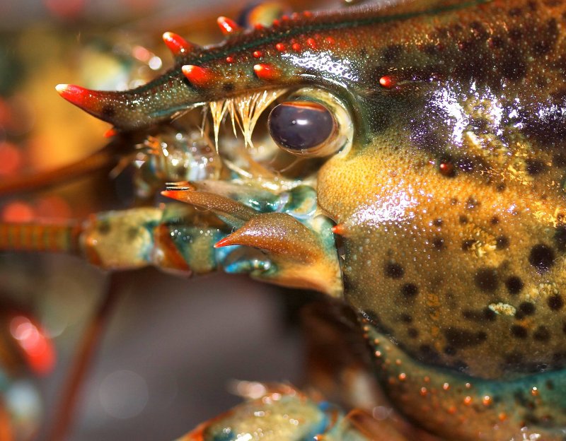 Lobster