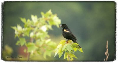 Red Wing Black Bird Glen Lake