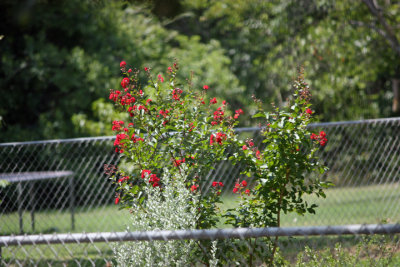 Across the yards (55-250mm IS)