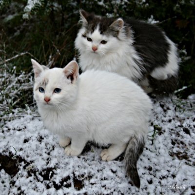 Snow Kitts