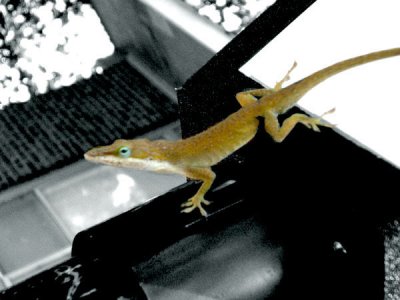 Reptiles