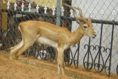 Deer in the Manchala garden, Mantralyam