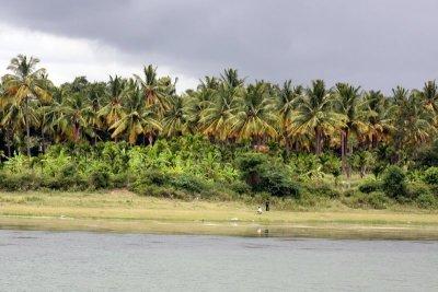 Coconut groves in Hassan district