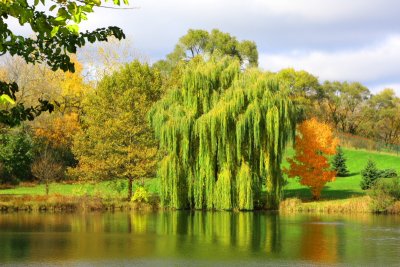 Illinois - Palatine Hills Park, Fall Colors