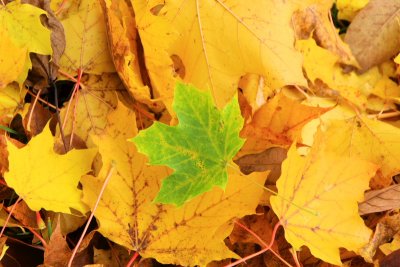 Illinois - Palatine - Last breath of green, Fall Colors