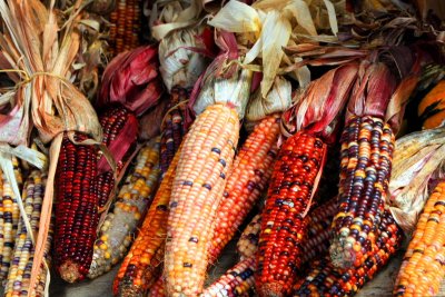 Illinois - Indian Corn