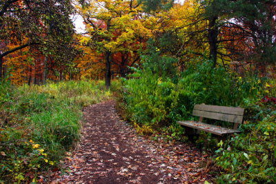Morton Arboretum - Bench for admiration