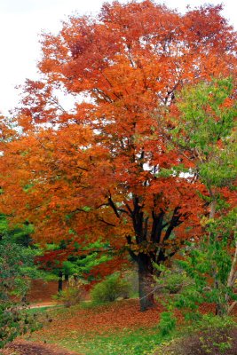 Morton Arboretum - Colors of one tree