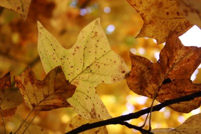 Pennsylvania - Let the light shine through, Fall Colors