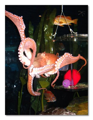 45-Octopus