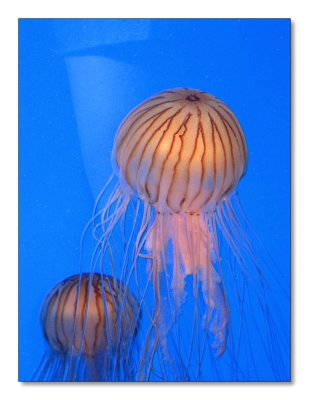 50-Jelly Fish
