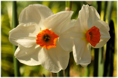 Daffodils in the breeze