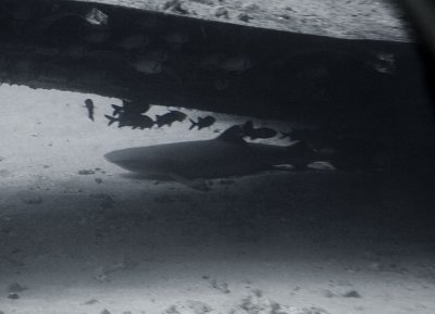 Shark