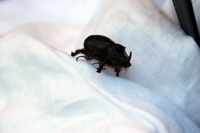 Guiseppe, our dead beetle goes for a walk.jpg