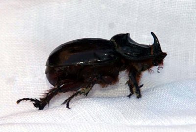 Guiseppe, our dead rhinocerous beetle in Cortona.jpg